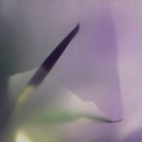Glamora Narciso – dettaglio del decoro GLX121A